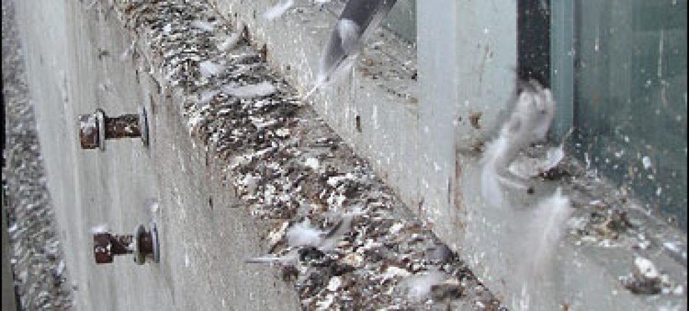 Pigeon-Droppings