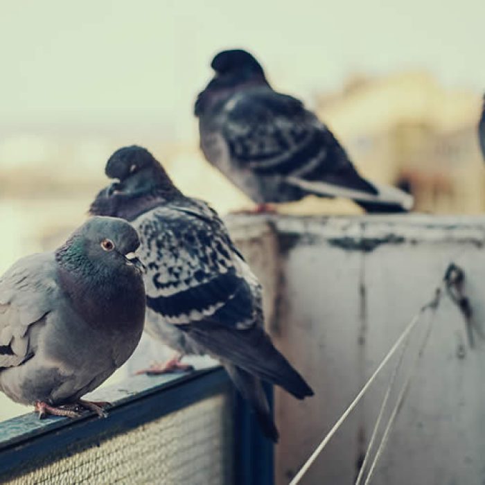allontanamento-volatili-piccioni-genova