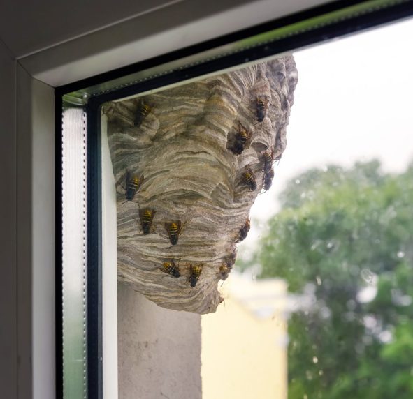 disinfestazioni-vespe-milano-2-1024x1024