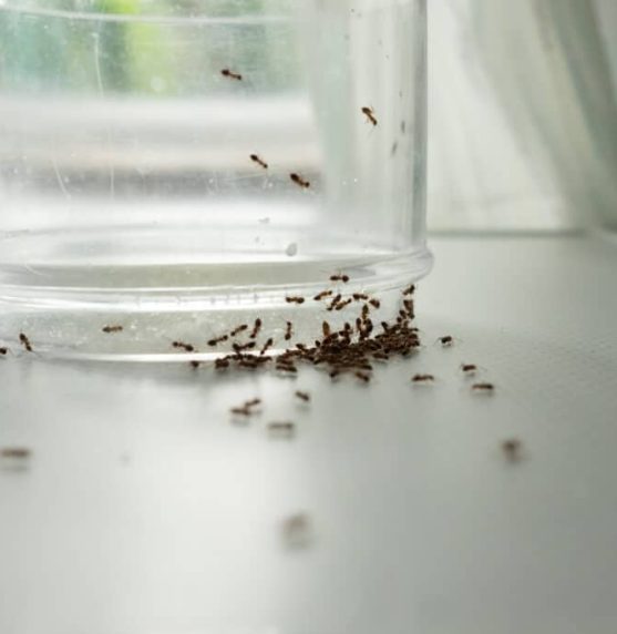 Close up mass of ants on glass searching for food.