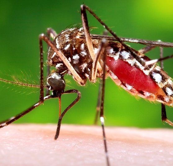 mosquito-invasion