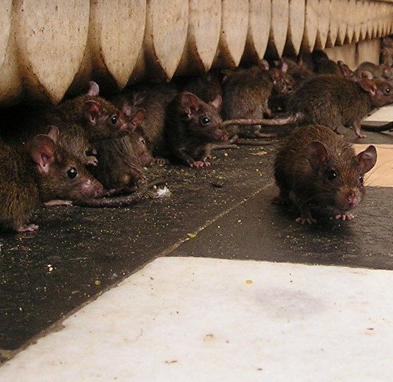 perchè-è-importante-la-derattizzazione-topi