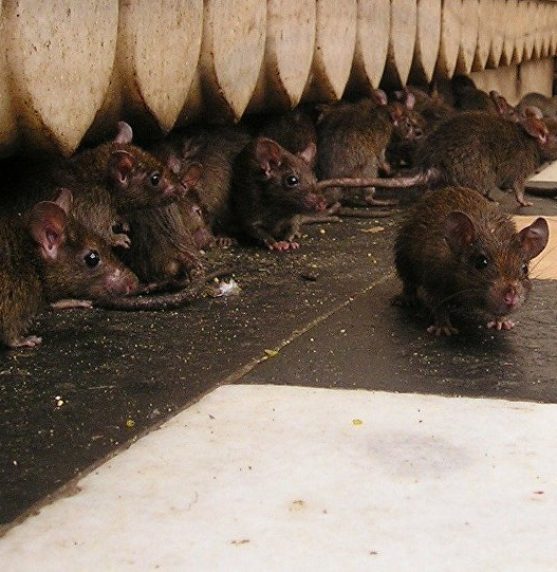 perchè-è-importante-la-derattizzazione-topi