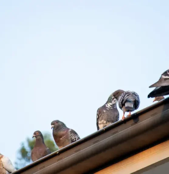 pest-birds-roof